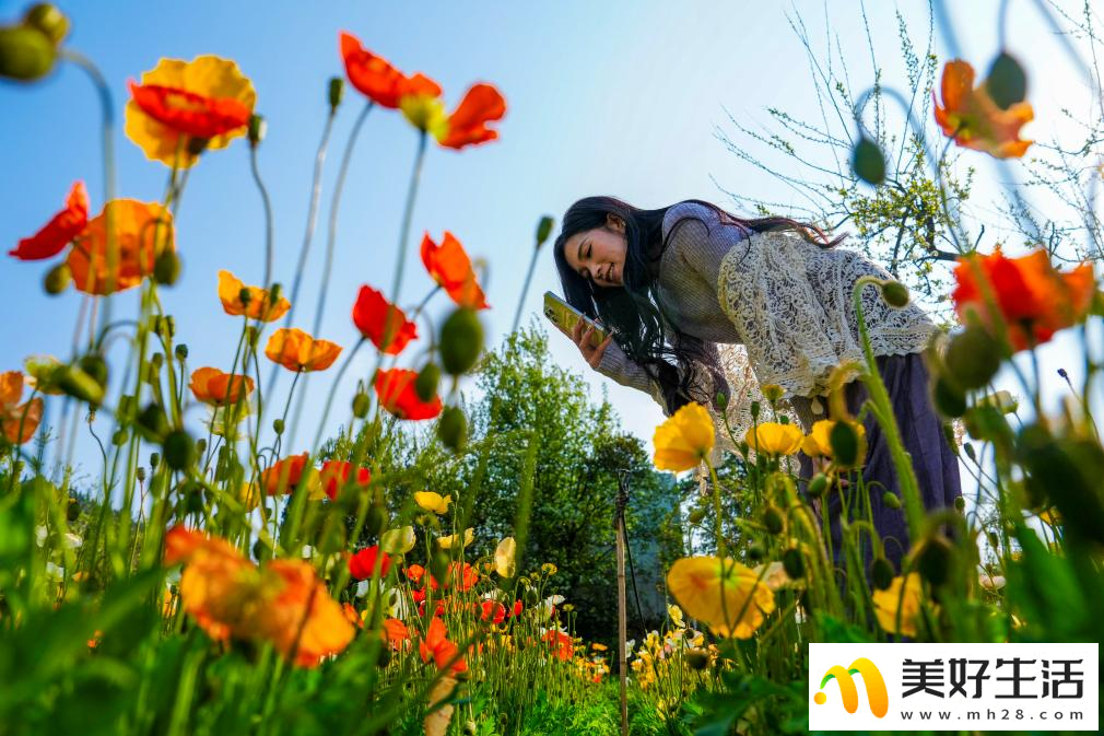 春城繁花引客来(图6)