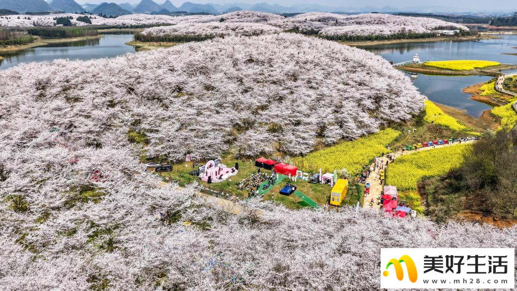 贵州：樱花似海 春满大地