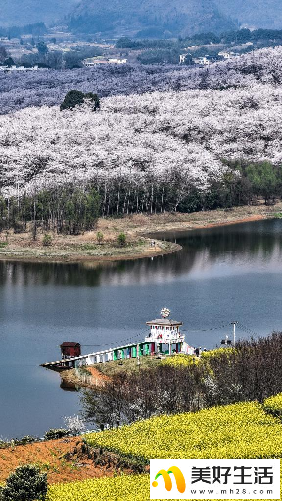 贵州：樱花似海 春满大地(图2)
