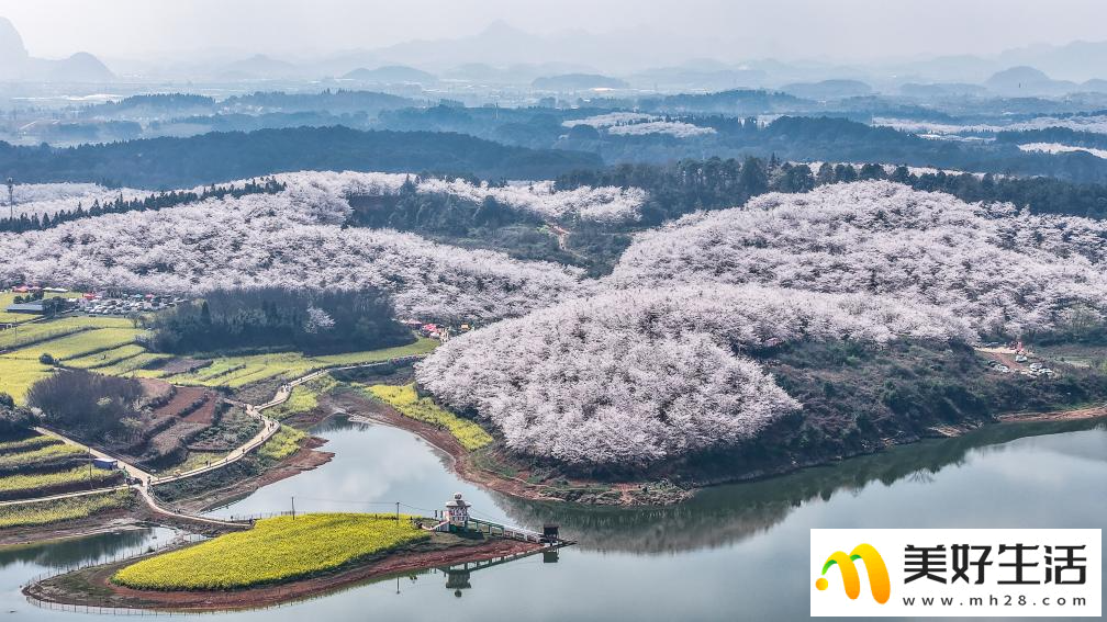 贵州：樱花似海 春满大地(图3)