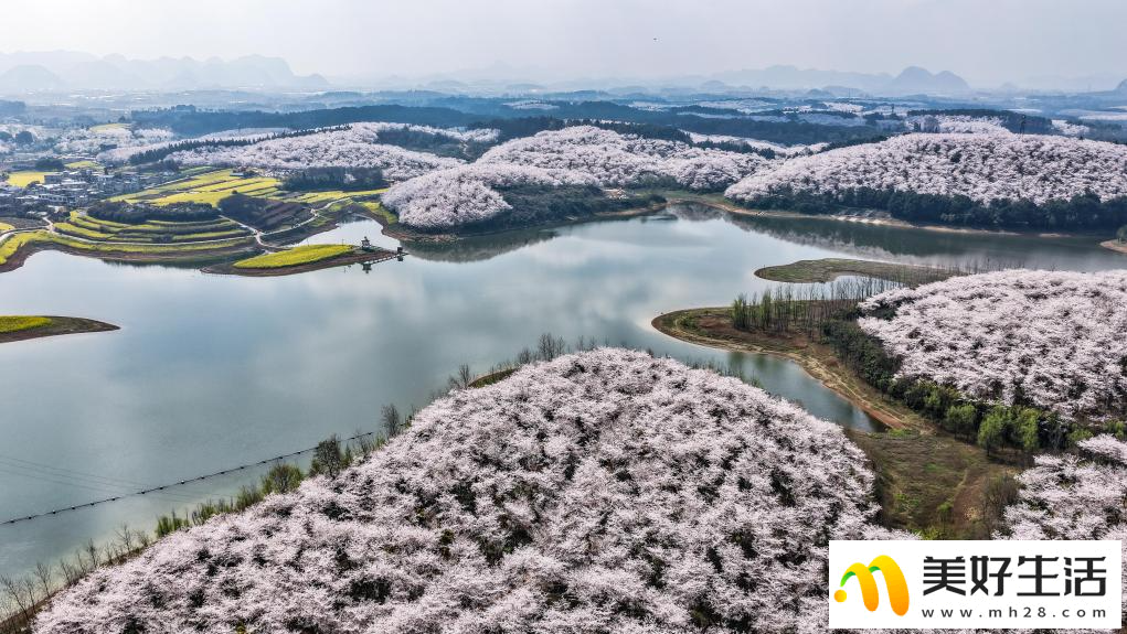 贵州：樱花似海 春满大地(图4)