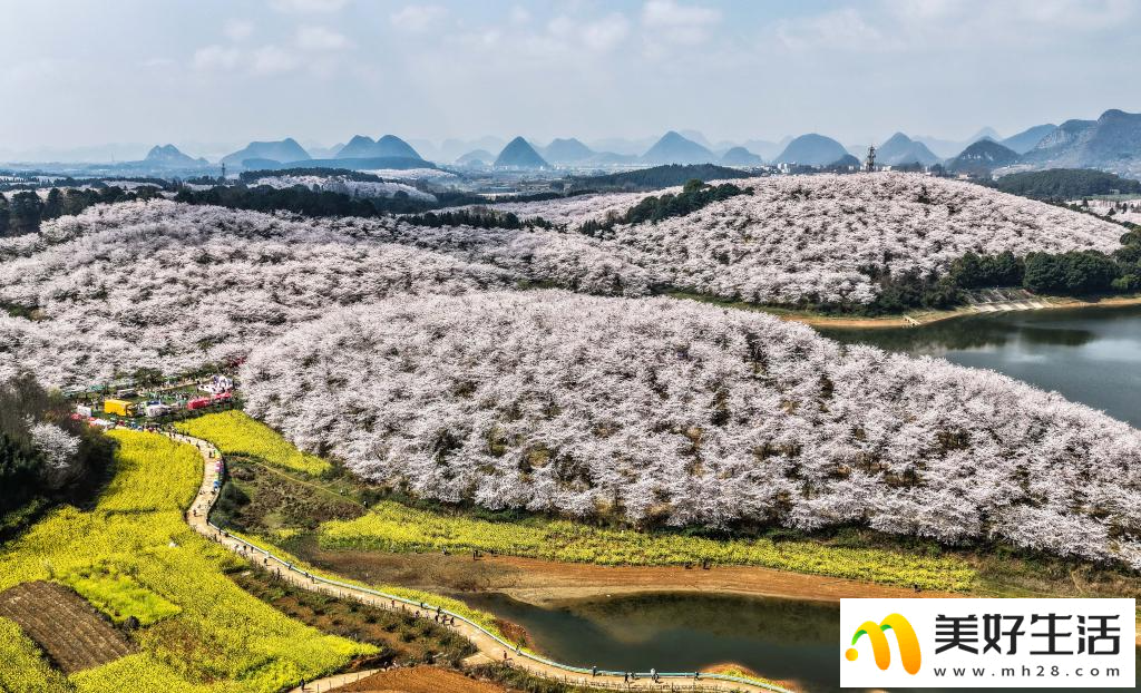 贵州：樱花似海 春满大地(图5)