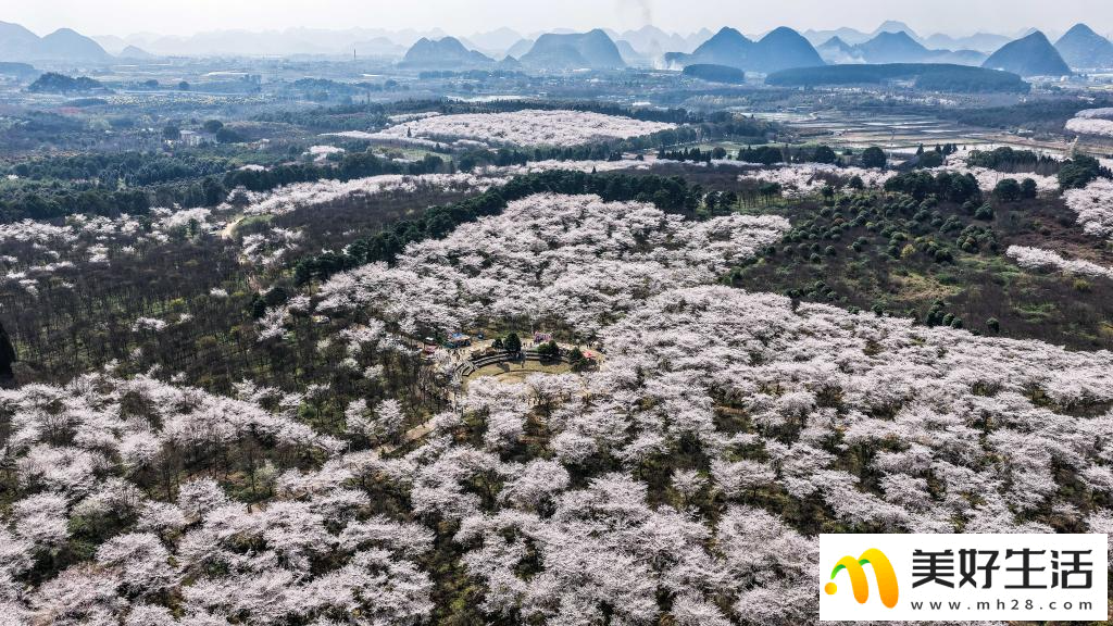 贵州：樱花似海 春满大地(图6)