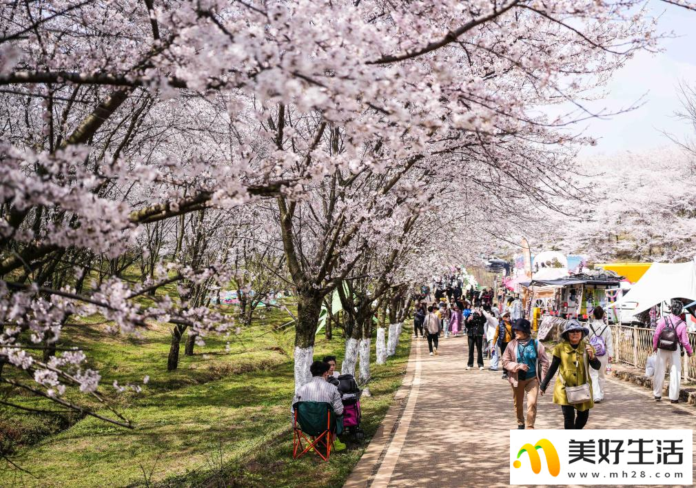 贵州：樱花似海 春满大地(图7)
