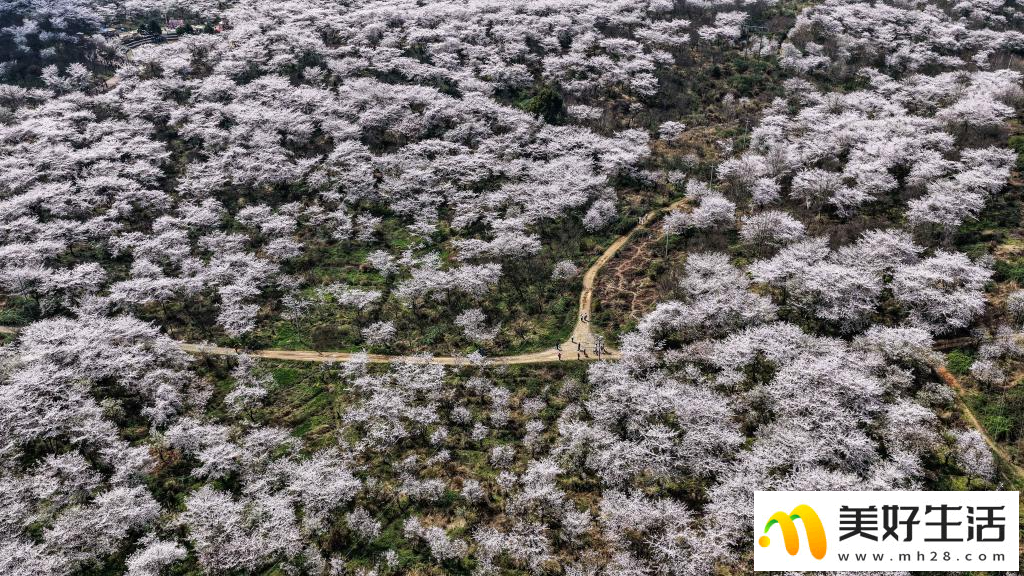 贵州：樱花似海 春满大地(图8)