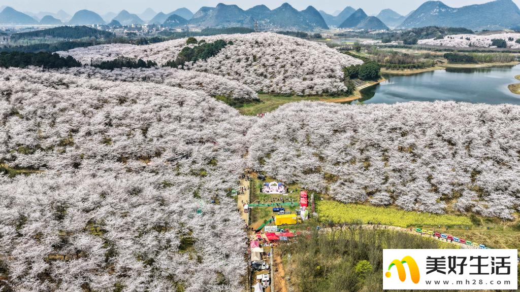 贵州：樱花似海 春满大地(图10)