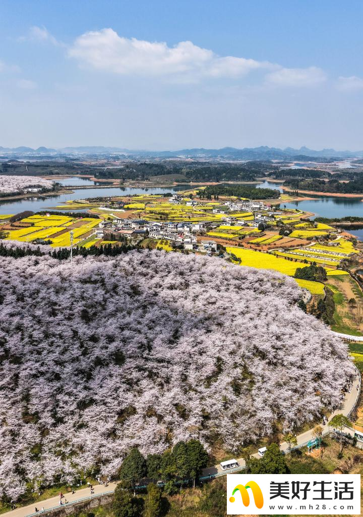 贵州：樱花似海 春满大地(图11)