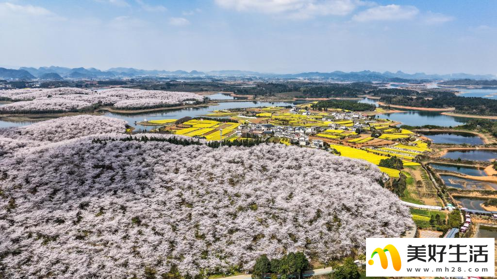 贵州：樱花似海 春满大地(图12)