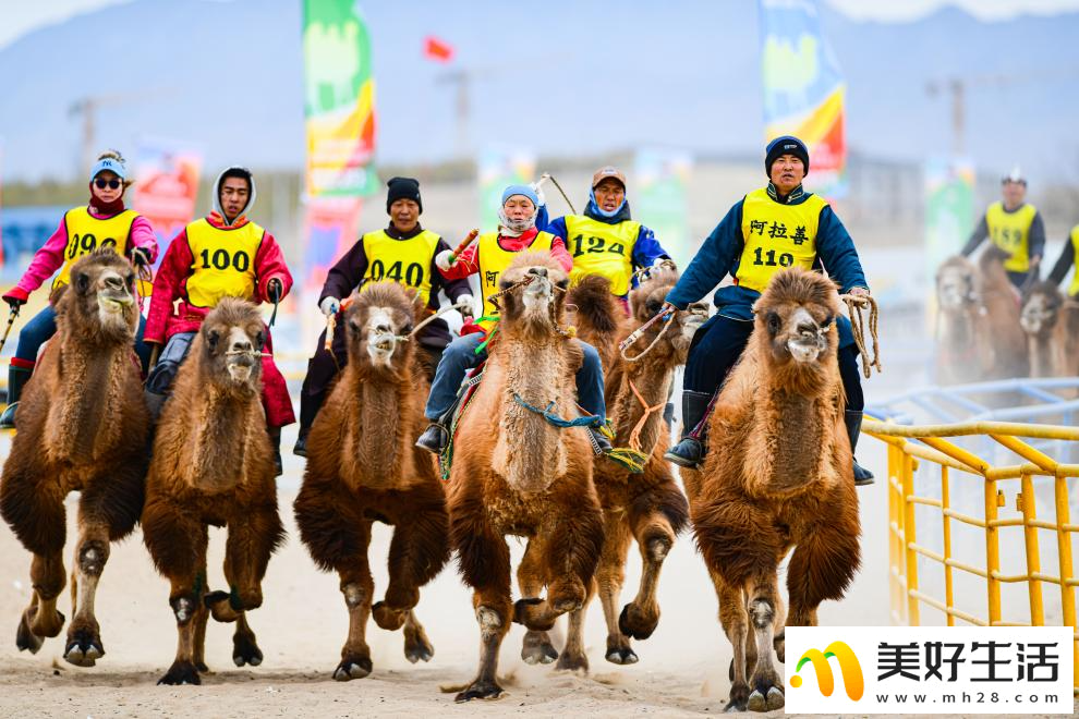 阿拉善骆驼超级联赛总决赛收官