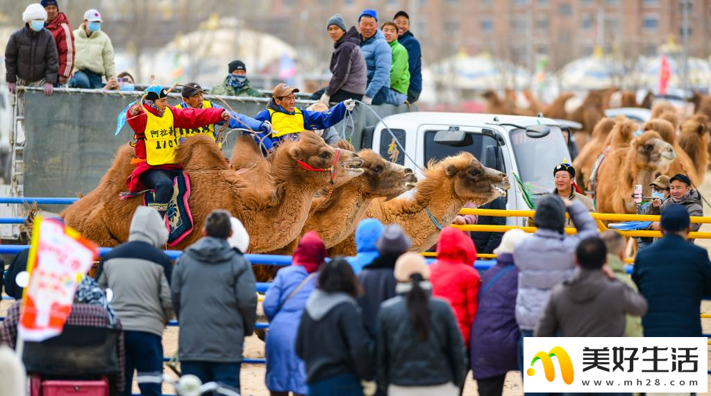阿拉善骆驼超级联赛总决赛收官(图2)