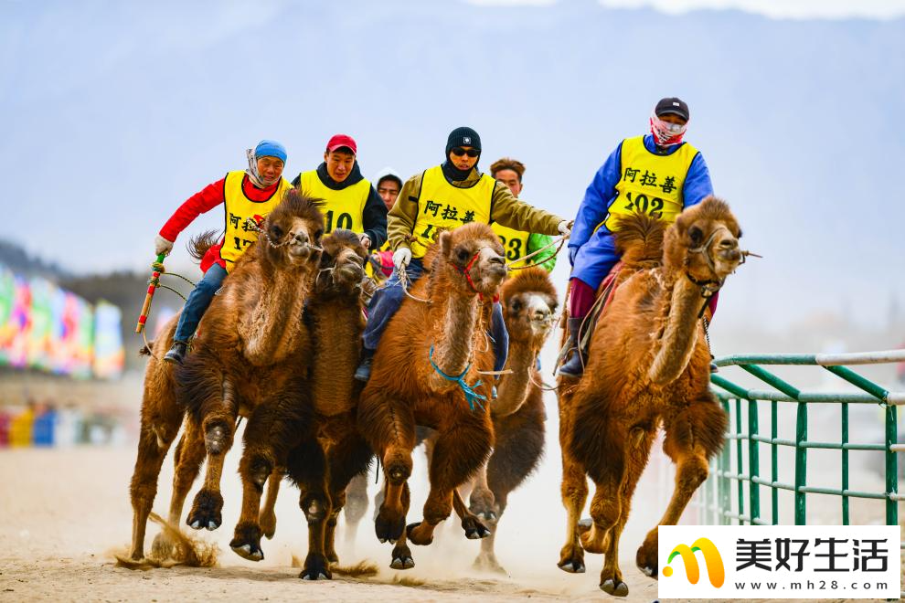 阿拉善骆驼超级联赛总决赛收官(图3)