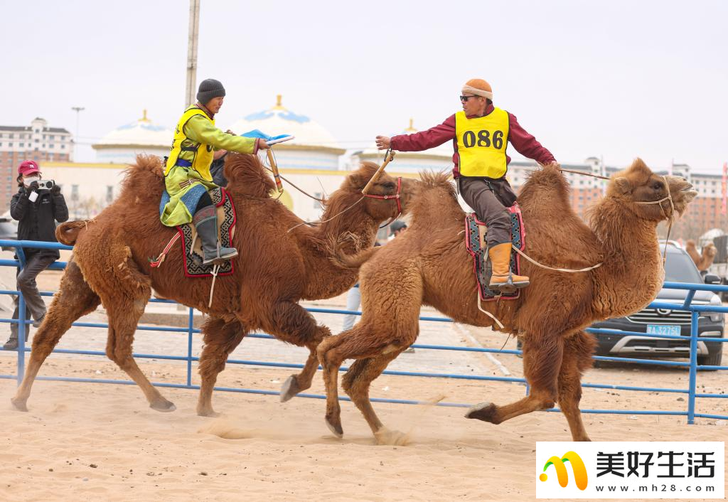 阿拉善骆驼超级联赛总决赛收官(图6)