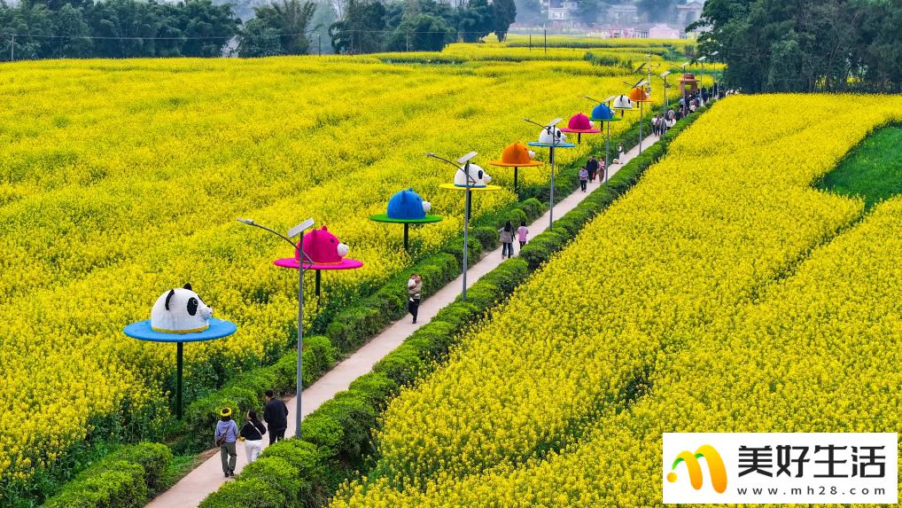 重庆潼南：油菜花开迎客来