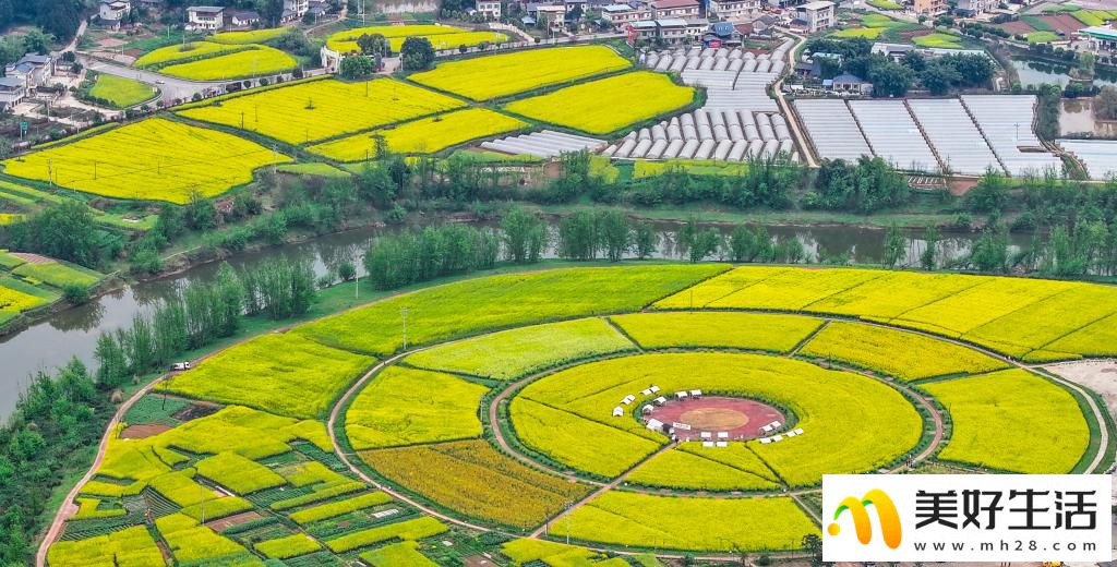 重庆潼南：油菜花开迎客来(图2)