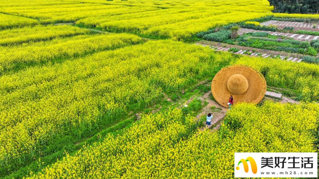 重庆潼南：油菜花开迎客来(图4)