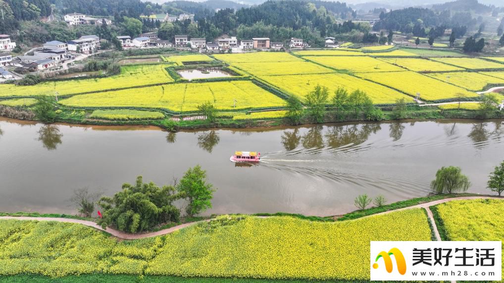 重庆潼南：油菜花开迎客来(图5)