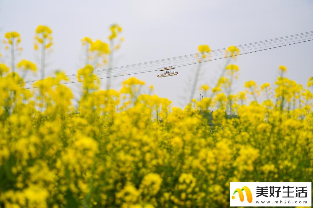 重庆潼南：油菜花开迎客来(图6)