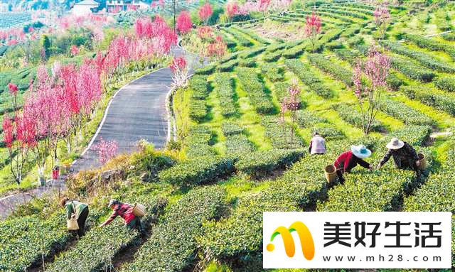 春和景明采茶忙